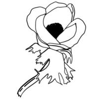 doodle noir d'une anémone. illustration de fleurs de printemps dessinées à la main. vecteur
