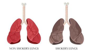 illustration de poumons sains normaux et d'un fumeur de poumons. concept d'arrêter de fumer. illustration vectorielle. vecteur