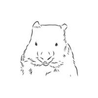 croquis de vecteur de wombat