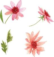 ensemble d'illustrations à l'aquarelle de fleurs roses sur fond blanc. vecteur