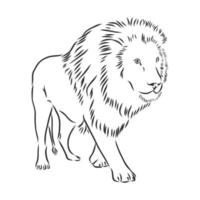 croquis de vecteur animal lion