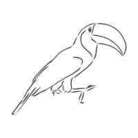 croquis de vecteur de toucan