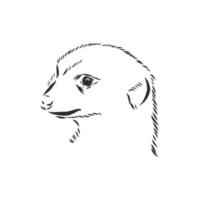 croquis de vecteur de suricate