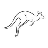 croquis de vecteur de kangourou