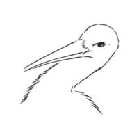 croquis de vecteur de cigogne