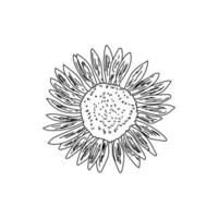 contour jardin décoratif tournesol, illustration vectorielle de dessin à la main, page de coloriage vecteur