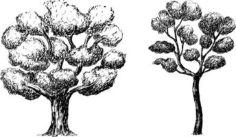 dessin d'esquisse d'un arbre. vecteur