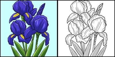 iris fleur coloriage illustration colorée vecteur