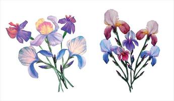 fleurs d'iris en bouquets illustration aquarelle botanique vecteur
