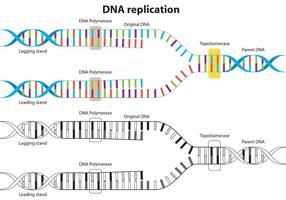 Diagramme vectoriel de réplication d'ADN