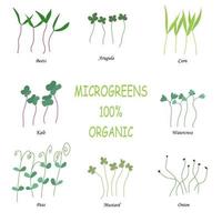 ensemble vectoriel de micro-verts. herbes - pois, oignons, maïs, chou vert, moutarde, cresson, roquette, betteraves