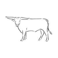 croquis de vecteur de vache taureau