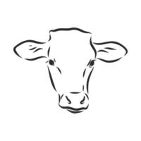 croquis de vecteur de vache taureau