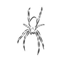 croquis de vecteur d'araignée