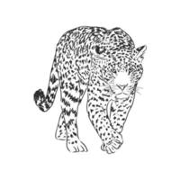 croquis de vecteur de léopard