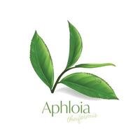 printaphloia theiformis, essence d'humidité du thé malgache cosmétique naturelle pour les soins de la peau. vecteur