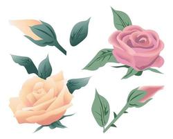 ensemble floral, roses roses et rouges, bourgeons et feuilles sur fond blanc. éléments de décor, modèles, vecteur
