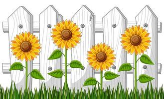 tournesols dans le jardin avec clôture en bois vecteur