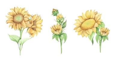 ensemble de tournesol. illustration florale aquarelle. vecteur