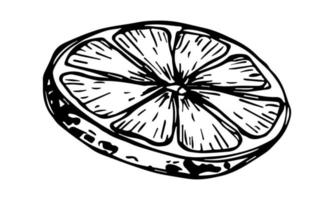 vecteur citron clipart. icône d'agrumes dessinés à la main. illustration de fruits. pour l'impression, le web, le design, la décoration