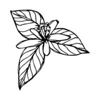 clipart de feuilles de citron de vecteur. illustration de plante dessinée à la main. pour l'impression, le web, le design, la décoration, le logo. vecteur