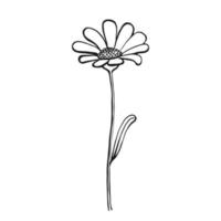 fleurs sauvages. éléments floraux dessinés à la main. illustration vectorielle. vecteur