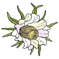 fleur de pitaya. fond blanc, isoler. style bande dessinée. illustration vectorielle. vecteur
