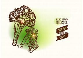 Illustration vectorielle brocoli à la main gratuite vecteur