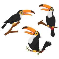 ensemble de dessin animé mignon oiseau toucan. illustration vectorielle vecteur