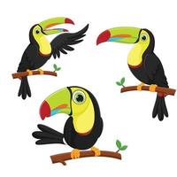 ensemble de dessin animé mignon oiseau toucan. illustration vectorielle vecteur