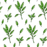 feuilles de sauge modèle sans couture. verts et légumes-feuilles dessinés à la main. illustration vectorielle dans un style de croquis coloré vecteur