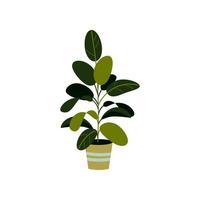 illustration vectorielle d'un ficus isolé sur blanc. plante d'intérieur dans un pot. élément de design d'intérieur. vecteur