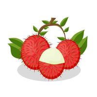 illustration du fruit du ramboutan. icône de fruit de ramboutan. des fruits vecteur