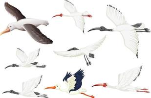 ensemble de différents oiseaux blancs vecteur