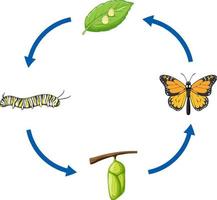 cycle de vie du papillon monarque vecteur