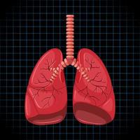 organe interne humain avec poumons vecteur