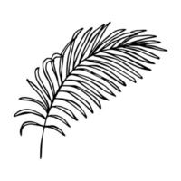 illustration simple de feuilles tropicales. clipart vectoriel dessiné à la main. griffonnage botanique