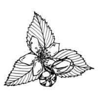 clipart de fleurs et de feuilles de framboise de vecteur. illustration de plante dessinée à la main. pour l'impression, le web, le design, la décoration, le logo. vecteur