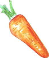 autocollant de carotte de légumes orange aquarelle isolé sur blanc vecteur