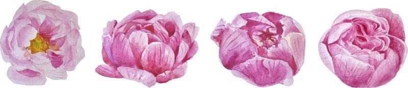 illustration aquarelle dessinée à la main. pivoines sur fond blanc vecteur