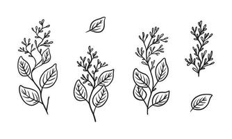 illustration de plante d'eucalyptus biologique pour badges et logo. tamponner les étiquettes pour l'étiquette avec des feuilles d'eucalyptus isolées. naturel dessiné à la main dans un design rustique simple. vecteur