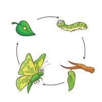 illustration vectorielle de papillon mignon métamorphose vecteur