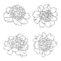 pivoine illustrations dessinées à la main ensemble d'art en ligne fleurs botaniques noires isolées sur blanc vecteur