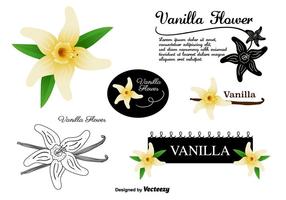 Ensemble de vecteurs de fleurs de vanille vecteur