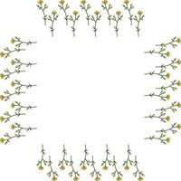 cadre carré avec renoncules vectorielles verticales sur fond blanc. cadre isolé avec des fleurs pour votre conception. vecteur