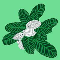 calathea orbifolia feuilles composition décorative, feuille de plante tropicale ornementale verte naturelle avec motif pour la conception illustration vectorielle botanique d'été vecteur