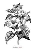 branche d'hibiscus dessin à la main style de gravure clipart noir et blanc isolé sur fond blanc vecteur