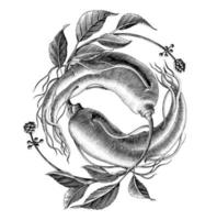 logo de ginseng dessin à la main style de gravure vintage clip art noir et blanc isolé sur fond blanc