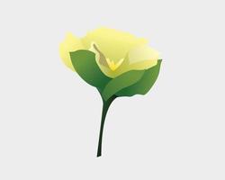 calla lily est une plante vivace herbacée ou semi-persistante cultivée à partir de rhizomes. vecteur