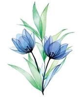 dessin à l'aquarelle. bouquet, composition de fleurs et de feuilles transparentes. tulipes de fleurs bleues dans un style vintage. vecteur